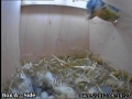 20120504 A bit more nesting material.jpg