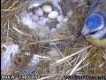 20120505 Close by the eggs.jpg