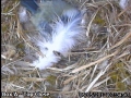 20120506 An annoying feather.jpg