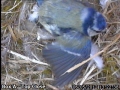 20120506 Stretching wings.jpg