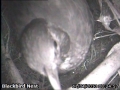 20130411-female-blackbird.jpg