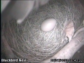 20130416 1st Blackbird Egg.jpg