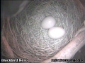 20130417 2nd Blackbird Egg.jpg