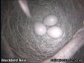 20130418 3rd Blackbird Egg.jpg
