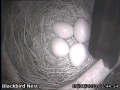 20130419 4th Blackbird Egg.jpg