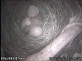 20130501 First chick.jpg