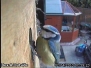 2013 Blue Tit