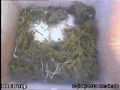 20130423 Nest building started.jpg