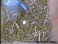 20130428 Blue Tit Egg 1.jpg
