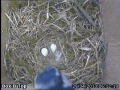 20130429 Blue Tit Egg 2.jpg