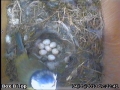 20130504 Blue Tit Egg 7.jpg