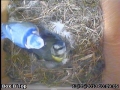 20130513 Feeding.jpg
