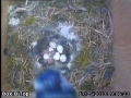 20130517 2 eggs hatched.jpg