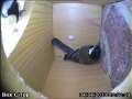20130404-great-tit-pair-inspecting.jpg