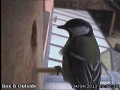 20130404-great-tit-visitor.jpg