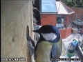 20130409-great-tit-visitor.jpg