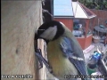 20130410-another-great-tit-visit.jpg