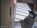 20130410-great-tit-checking-the-box.jpg