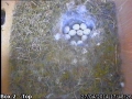 20140427 Egg 10.jpg