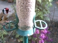 Feeder 2015-05-10 16-22-49.554