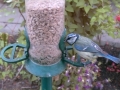 Feeder 2015-05-29 20-49-58.968