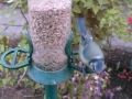 Feeder 2015-05-29 20-50-03.247