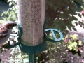 Feeder 2015-06-07 10-46-42.892