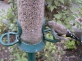 Feeder 2015-06-10 07-41-17.601