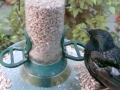 Feeder 2015-06-12 04-49-35.898