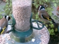 Feeder 2015-06-12 05-35-22.444