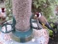 Feeder 2015-06-13 08-47-33.956