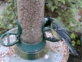 Feeder 2015-06-13 16-39-10.357
