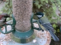 Feeder 2015-06-13 16-40-18.576