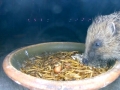 Hedgehog 2015-05-23 21-50-38.208