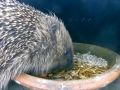 Hedgehog 2015-05-23 22-02-05.011