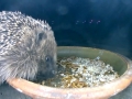 Hedgehog 2015-05-24 01-42-18.780