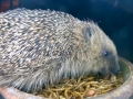 Hedgehog 2015-05-24 21-41-29.400