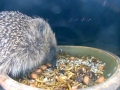 Hedgehog 2015-05-24 23-25-38.750
