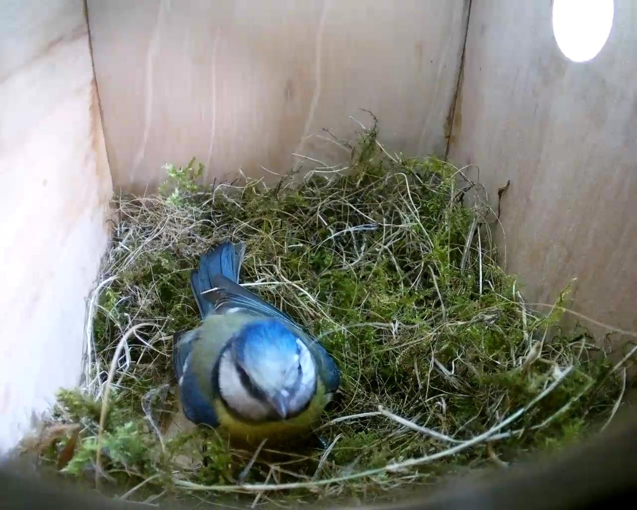 Box 2 (House) 2016-04-15 14-24-00.352