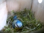 2016 Blue Tit