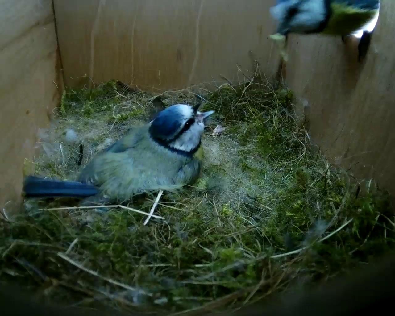 Box 2 (House) 2016-05-14 11-28-02.983