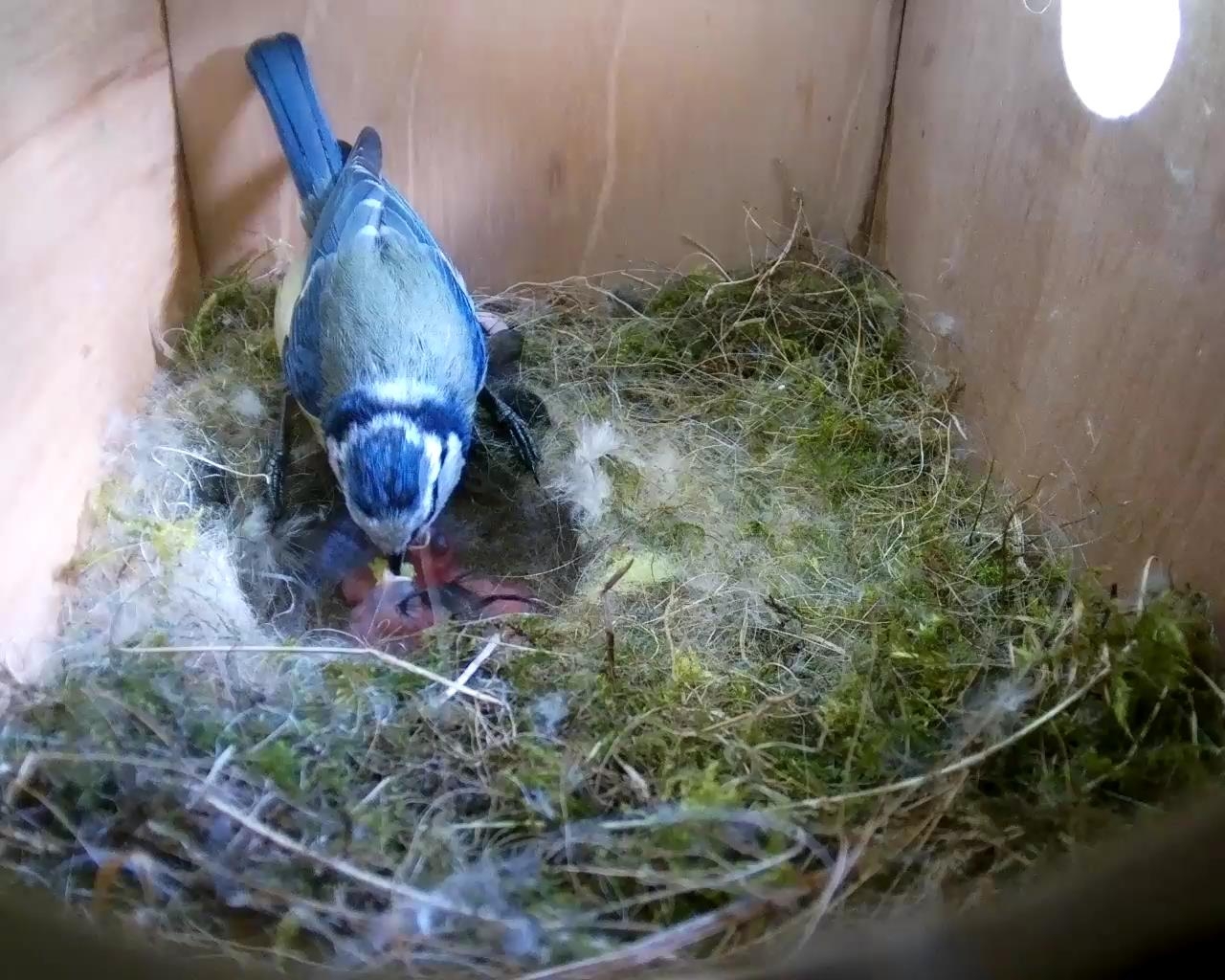 Box 2 (House) 2016-05-15 16-16-02.476