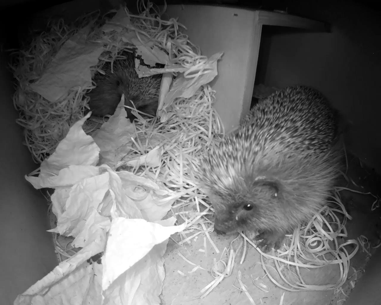 Hedgehog Box 2016-04-28 21-54-31.297