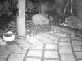 Garden 2016-04-16 21-02-32.614