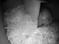 Hedgehog Box 2016-04-17 21-11-51.137