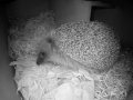 Hedgehog Box 2016-04-17 21-12-16.606