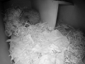 Hedgehog Box 2016-04-17 21-19-44.028