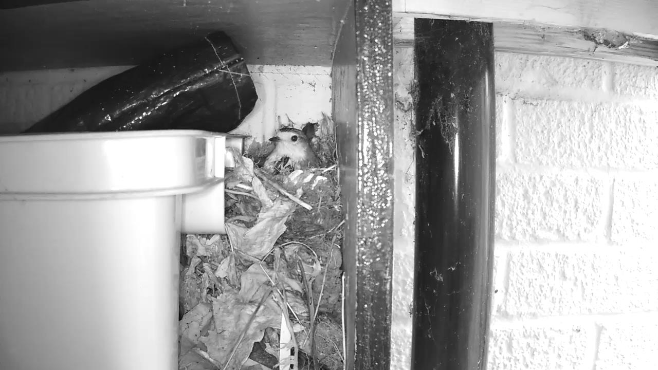 Robin Nest 2016-04-15 15-12-18.752