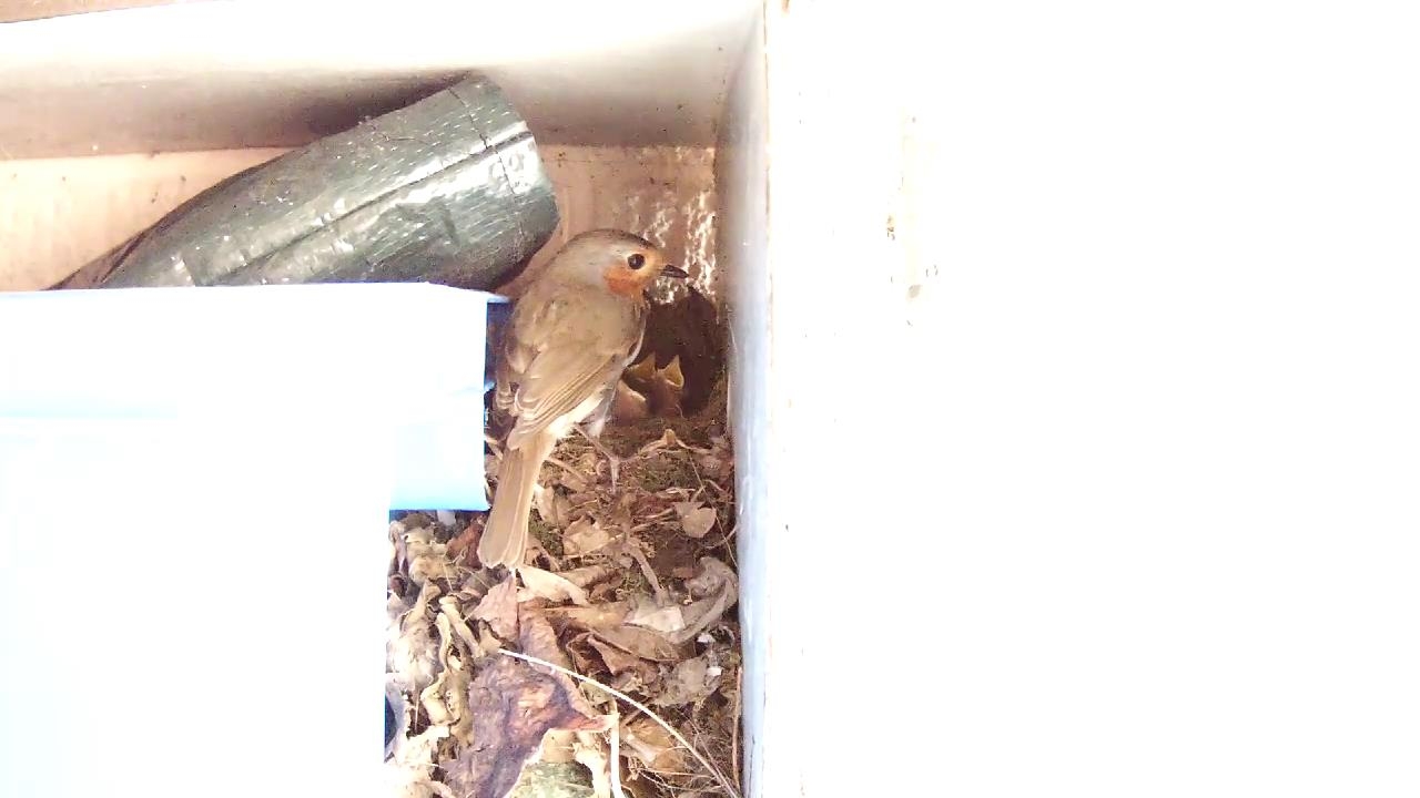 Robin Nest 2016-05-13 18-40-52.872