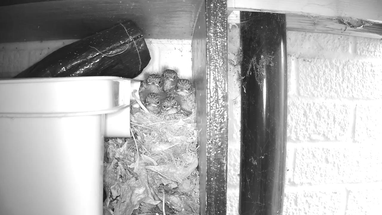 Robin Nest 2016-05-22 08-30-31.499